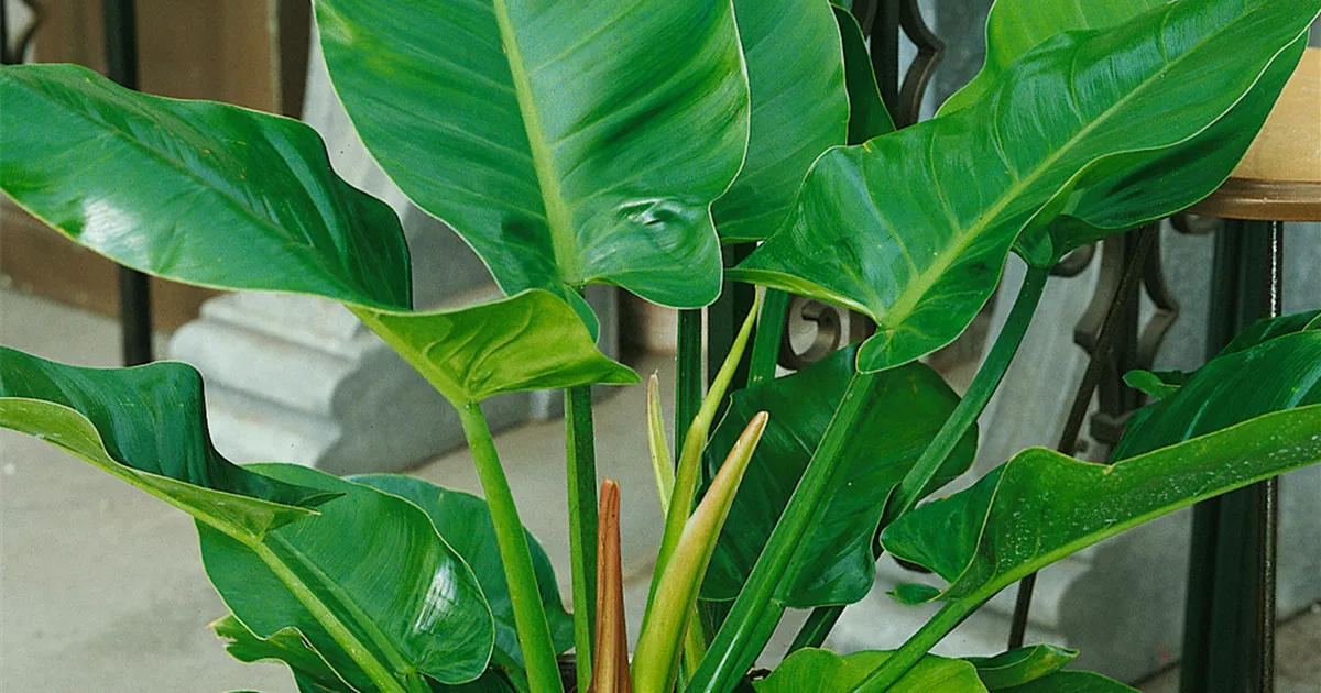 Philodendron 'Imperial Green' Pflanze, Pflege & Tipps  Floragard