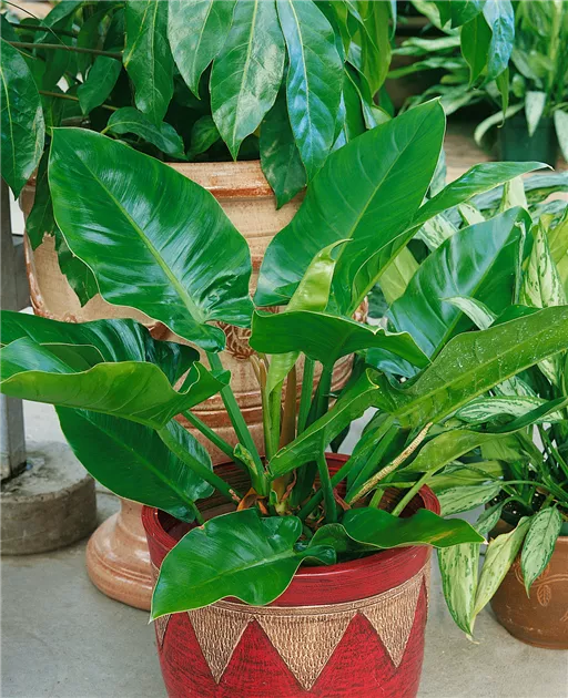 Philodendron 'Imperial Green' Pflanze, Pflege & Tipps  Floragard
