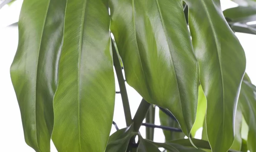 Philodendron 'Fun Bun'