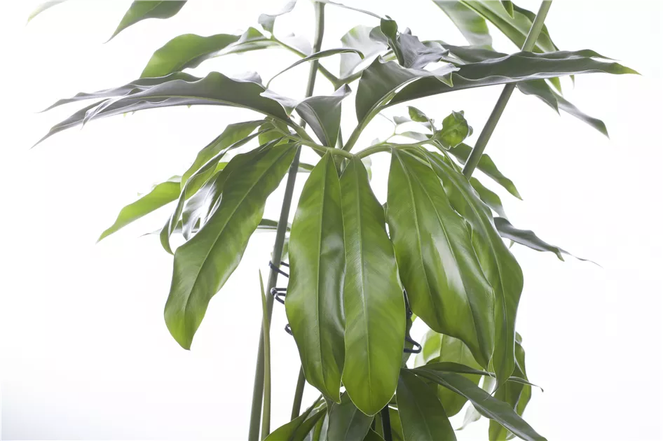 Philodendron 'Fun Bun' Pflanze, Pflege & Tipps  Floragard