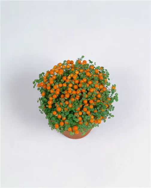 Korallenmoos Pflanze, Pflege & Tipps  Floragard
