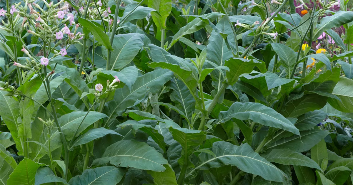 Echter Tabak Pflanze, Pflege & Tipps  Floragard