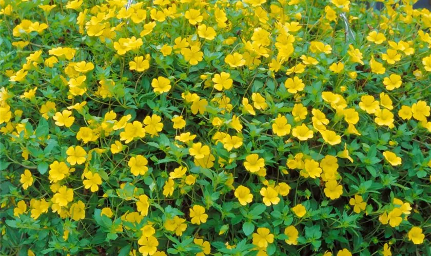 Mecardonia 'Sundona® Yellow'