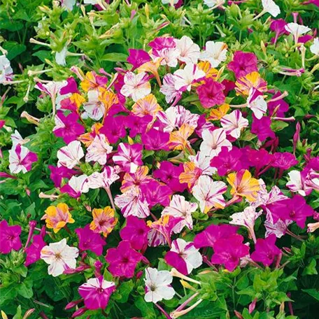 Mirabilis jalapa 'Broken Colours'