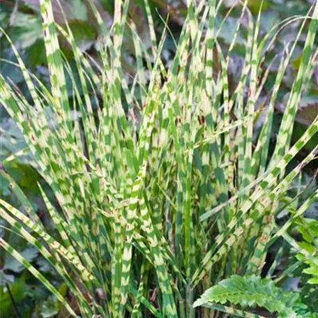 Chinaschilf 'Apache'