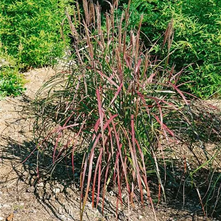 Garten-Chinaschilf 'Brazil'