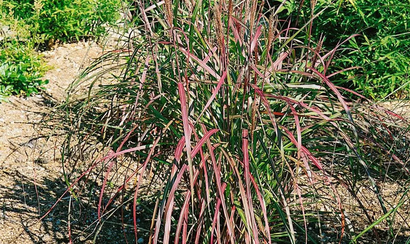 Miscanthus sinensis 'Brazil'
