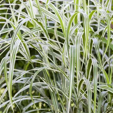 Garten-Chinaschilf 'Cosmopolitan'