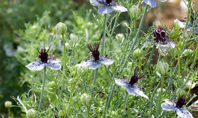 Nigella papillosa