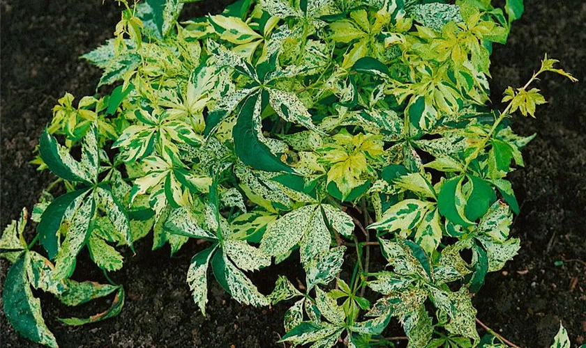Parthenocissus striata 'Verona Vein'
