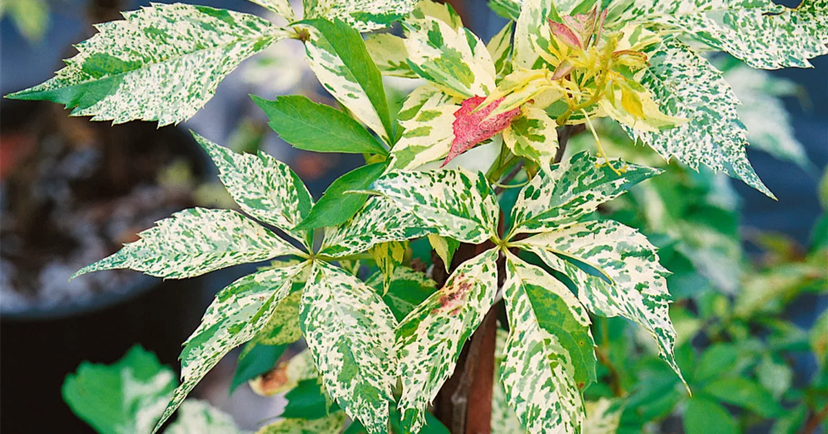 Mauerwein 'Star Showers' Pflanze, Pflege & Tipps  Floragard