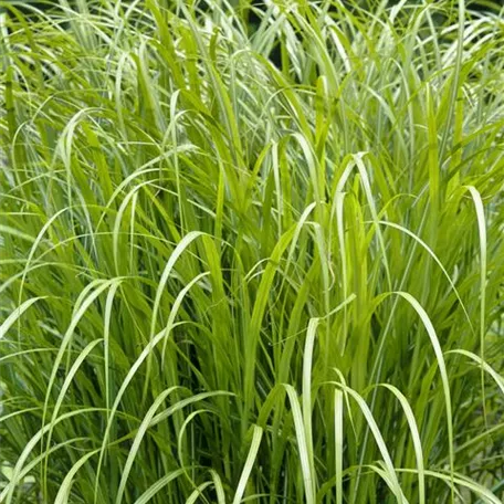 Garten-Chinaschilf