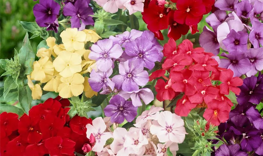Sommer-Phlox 'Dolly'