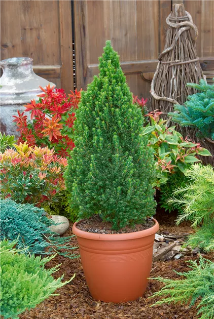 Picea glauca 'Conica Compact' Pflanze, Pflege & Tipps  Floragard