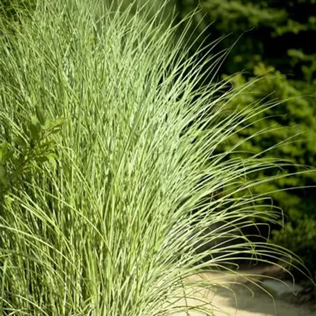 Garten-Chinaschilf 'Goldglanz'