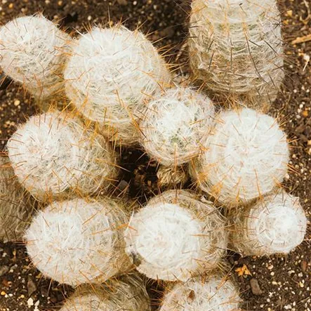 Berg-Kaktus Berg-Kaktus