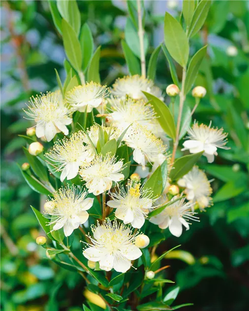Brautmyrte 'Tarentina' Pflanze, Pflege & Tipps  Floragard