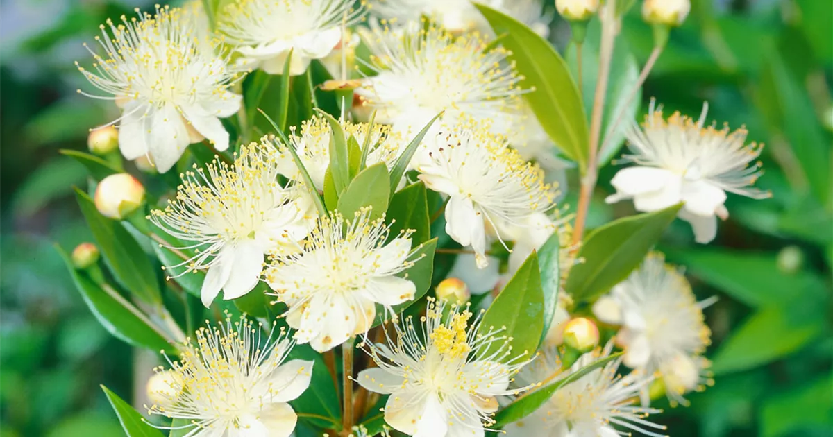 Brautmyrte 'Tarentina' Pflanze, Pflege & Tipps  Floragard