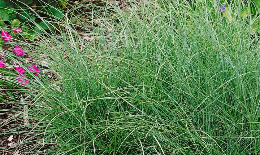 Miscanthus sinensis 'Little Kitten'
