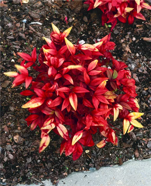 Heiliger Bambus 'Firepower' Pflanze, Pflege & Tipps  Floragard