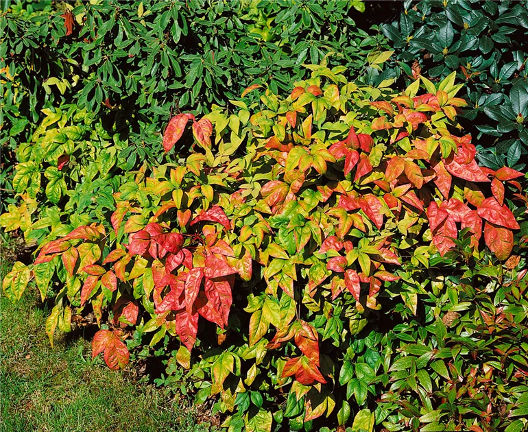 Heiliger Bambus 'Firepower' Pflanze, Pflege & Tipps  Floragard