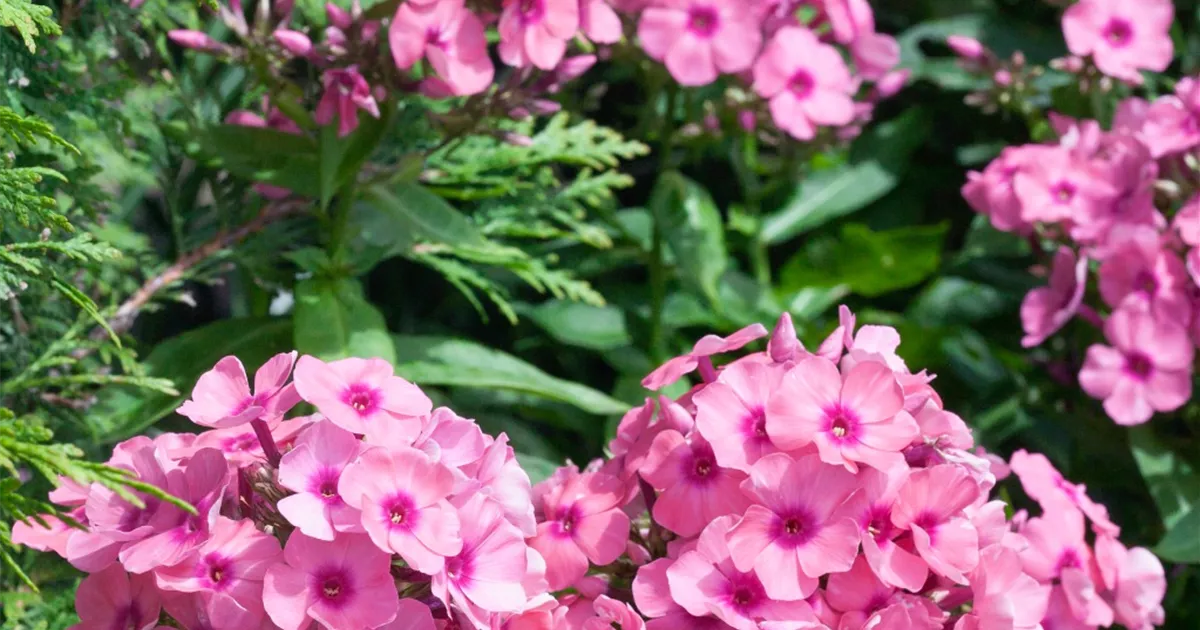 Hohe GartenFlammenblume 'Jeff´s Pink' Pflanze, Pflege & Tipps Floragard