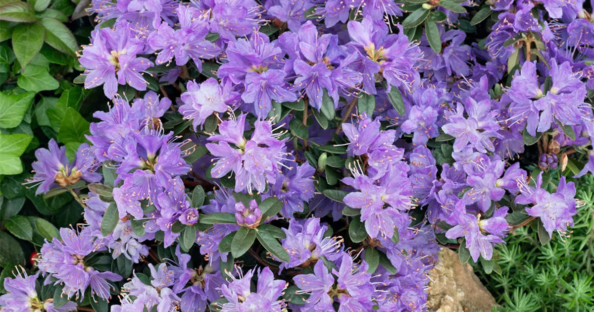 Rhododendron impeditum 'Blaue Mauritius' Pflanze, Pflege & Tipps  Floragard