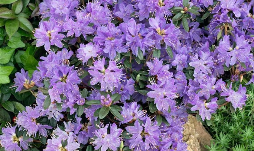 Kleinblättriger Rhododendron 'Blaue Mauritius'