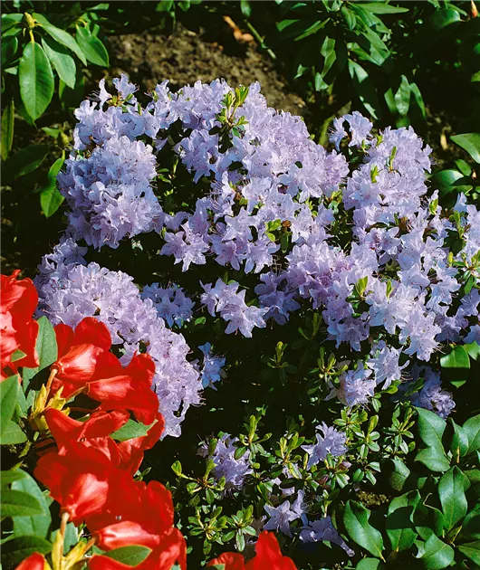 rhododendron azalea Plumleaf Azalea, Rhododendron prunifolium