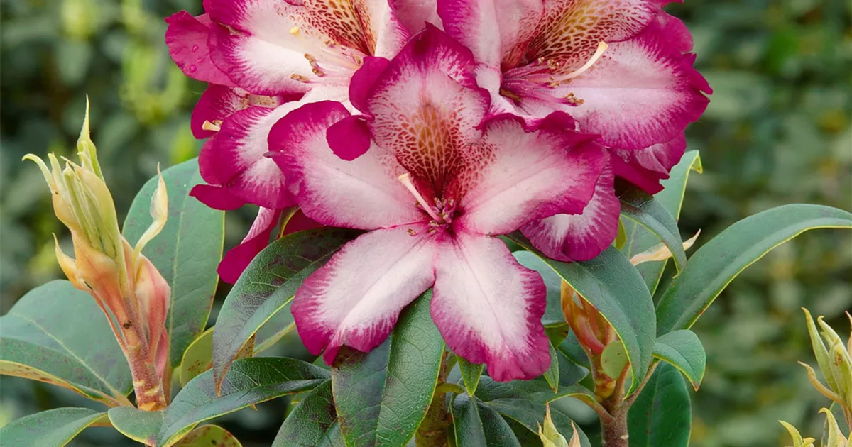Rhododendron 'Midnight Magic' Pflanze, Pflege & Tipps  Floragard