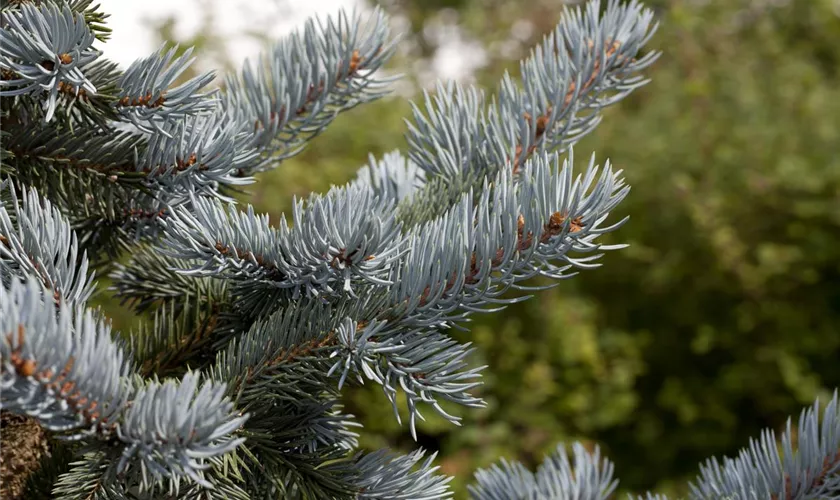 Silberfichte 'Hoopsii'