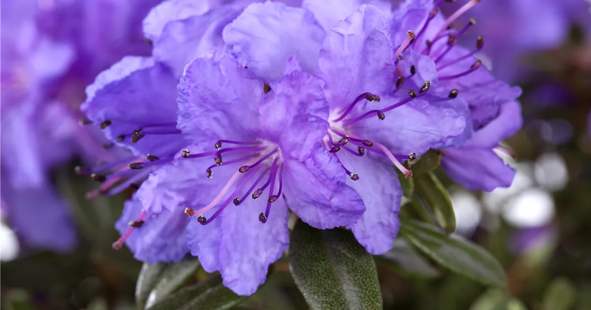 Zwergrhododendron Pflanze, Pflege & Tipps  Floragard