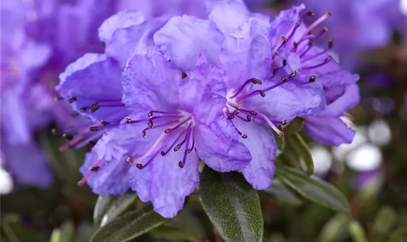 Zwergrhododendron