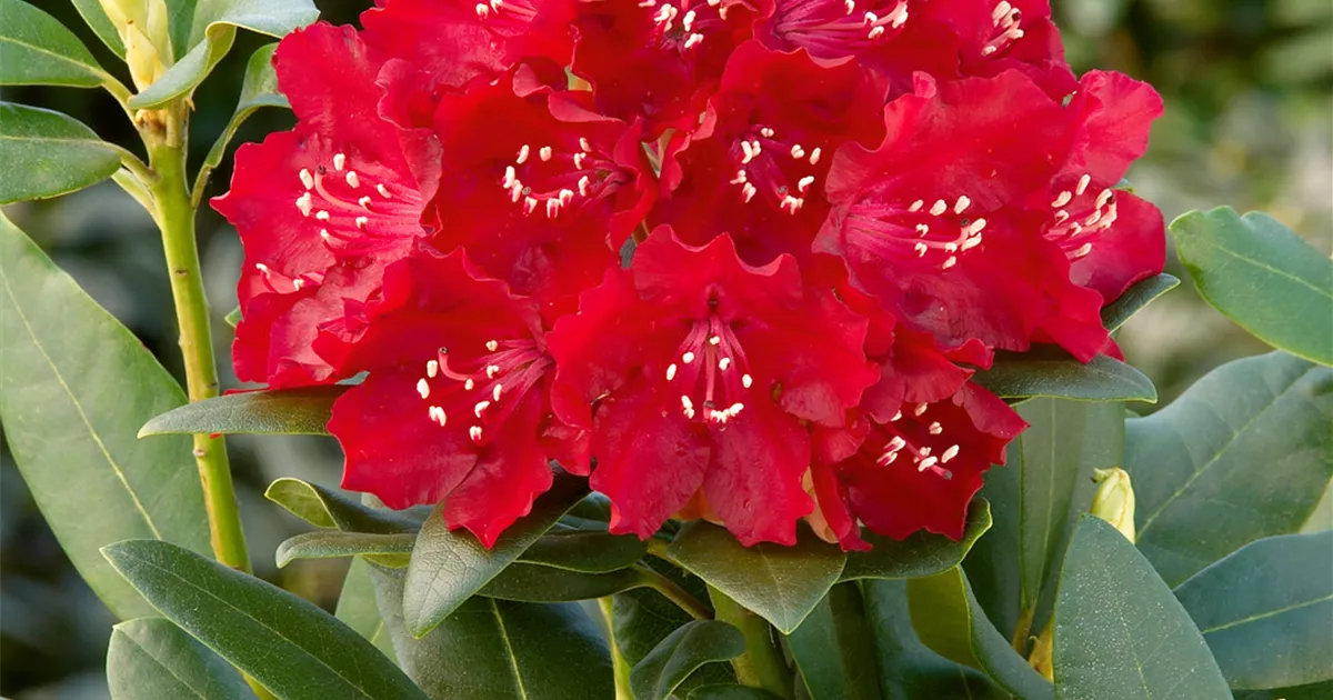 Rhododendron 'Carolin Scholz' Pflanze, Pflege & Tipps  Floragard