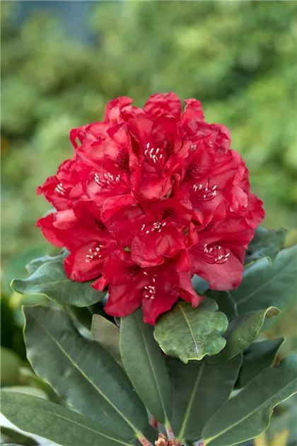 rhododendron tee Rhododendron Flower | Himalayan Buransh | Organic Floral Tea