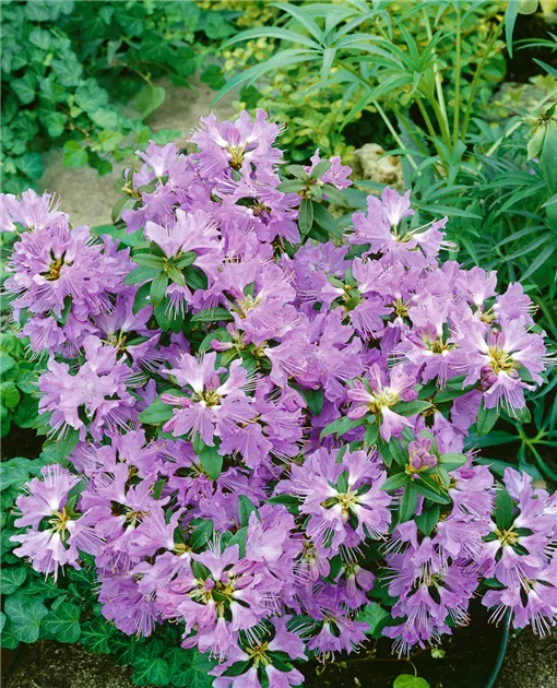 rhododendron elite star Rhododendron, PJM Elite Star Rhododendron