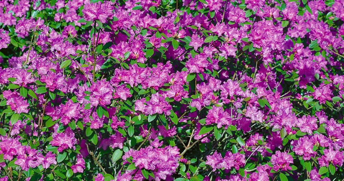Rhododendron carolinianum Pflanze, Pflege & Tipps  Floragard