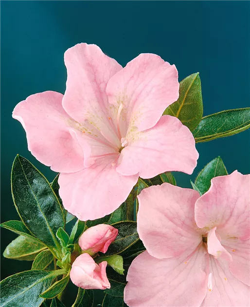 Rhododendron indicum Pflanze, Pflege & Tipps  Floragard
