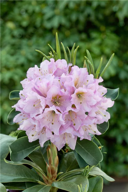 Rhododendron 'INKARHO Dufthecke' Pflanze, Pflege & Tipps  Floragard