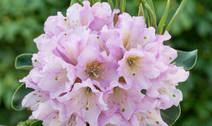 Rhododendron 'INKARHO® Dufthecke'
