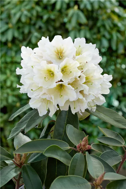 Rhododendron 'INKARHO Dufthecke' Pflanze, Pflege & Tipps  Floragard