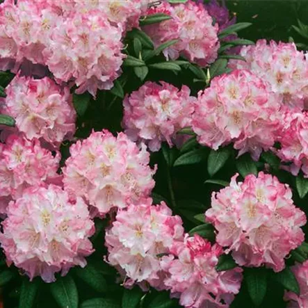 Insigne-Rhododendron Insigne-Rhododendron