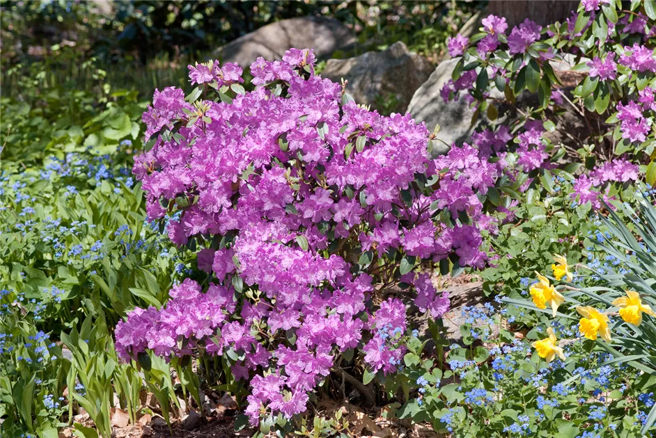 Rhododendron carolinianum 'P.J.M.Victor' Pflanze, Pflege & Tipps  Floragard