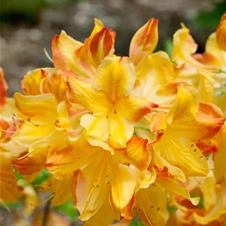 Rhododendron luteum 'Arneson Gem'