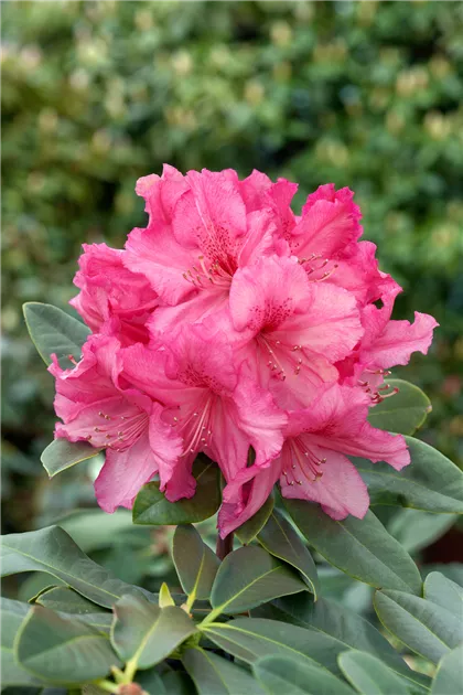 kugel rhododendron Zwerg-Rhododendron Light Pink 6er Set, immergrüner blühender Zierstrau main image 1