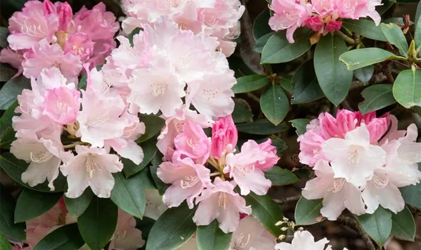 Rhododendron 'Weisshorn'