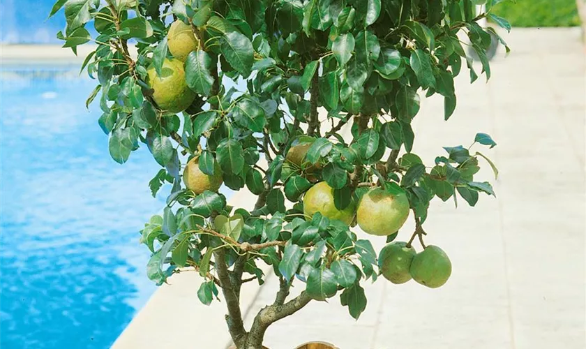 Pyrus communis 'Garden Pearl'®