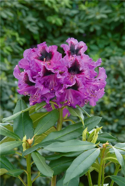 Rhododendron 'Rhododendronpark Graal-Mritz' Pflanze, Pflege & Tipps   Floragard
