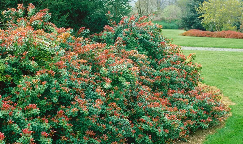 Schattenglöckchen 'Little Heath Green'