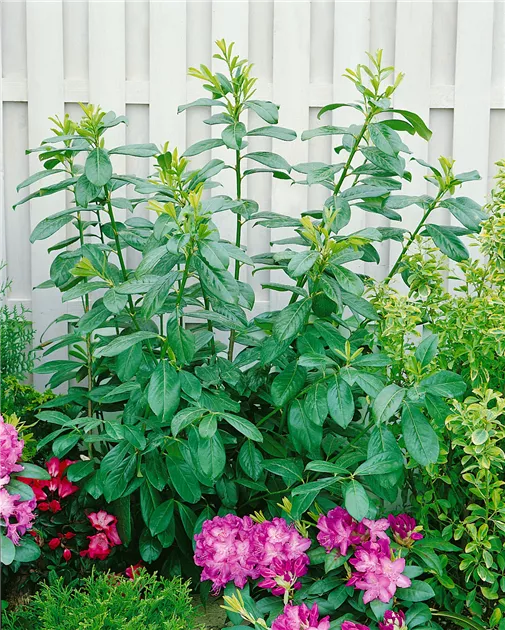 Lorbeerkirsche 'Novita' Pflanze, Pflege & Tipps  Floragard